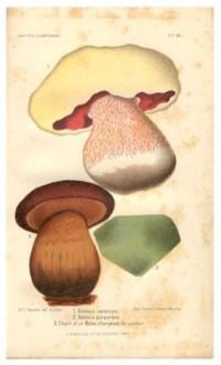 Les champignons considérés (1884) - Lucien-Marie Gautier