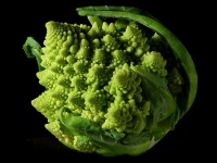 Romanesco cauliflower showing fractals