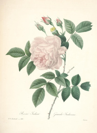 Rosa Indica Grande Indienne from the Choix des plus belles fleurs
