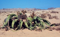 Welwitschia has been called the ugliest plant in the world