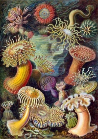 Kunstformen der Natur (1904) by Ernst Haeckel The 49th plate from Ernst Haeckel's Kunstformen der Natur of 1904, showing various sea anemones classified as Actiniae.