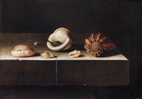 Five Shells on a Slab of Stone (1696) by Adriaen Coorte