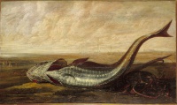 Beached Fish (1643), a painting by Frans Rijckhals