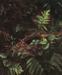 Bird's Nest and Ferns (1863) by Fidelia Bridges  "When we examine a nest, we place ourselves at the origin of confidence in the world." -—Gaston Bachelard, The Poetics of Space
