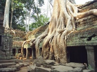 Roots of a Tetrameles nudiflora tree  at the Ta Prohm temple in Cambodia